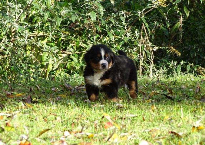 Magnifique Chiot Bouvier Bernois Femelle Non Lof à Lunion - 