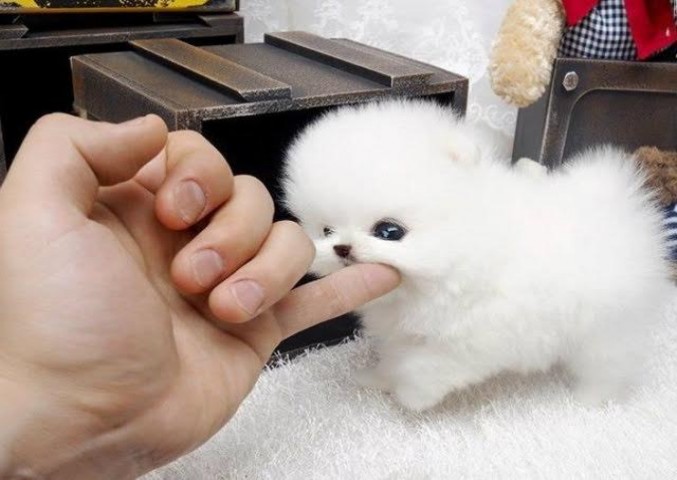 Vente d'animaux Donne ce chiot ki fera 1,2kg adulte é... à Le Palais
