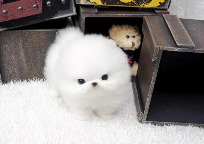 Vente d'animaux Donne ce chiot ki fera 1,2kg adulte é rester... à Le Palais