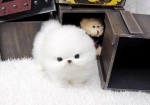 Vente d'animaux Donne ce chiot ki fera 1,2kg adulte é rester... à Le Palais